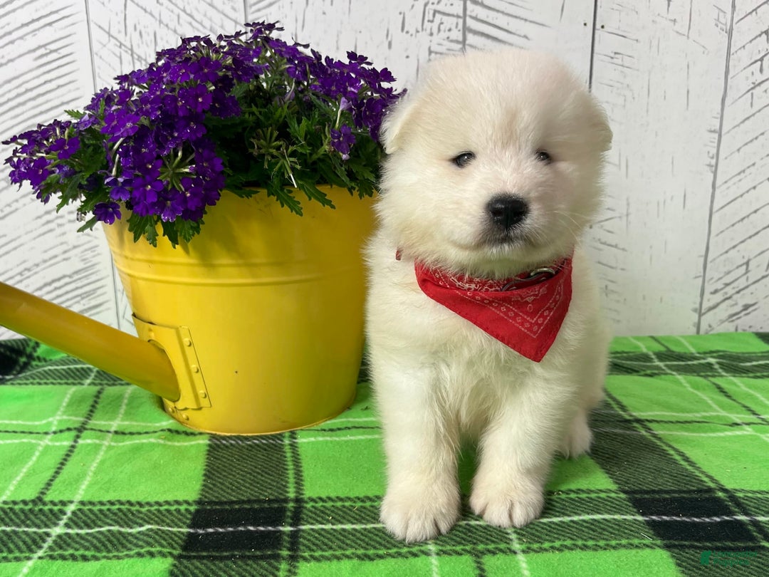 Samoyed dogs for sale: Charlie - Image 7