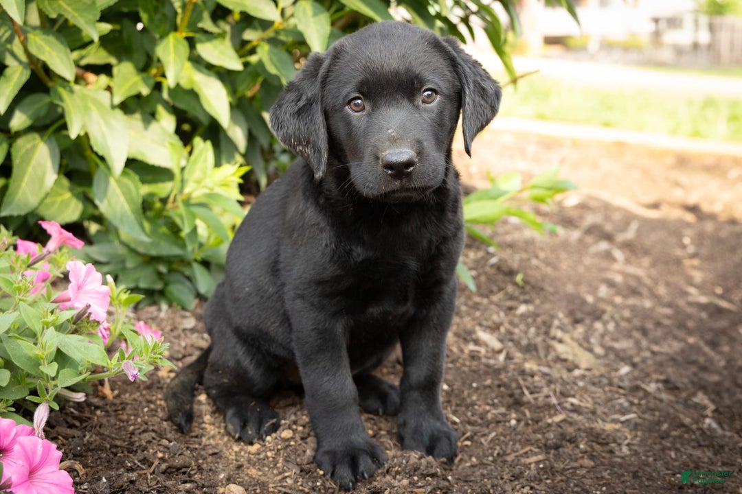 Labrador Retriever dogs for sale: Fannie - Image 2