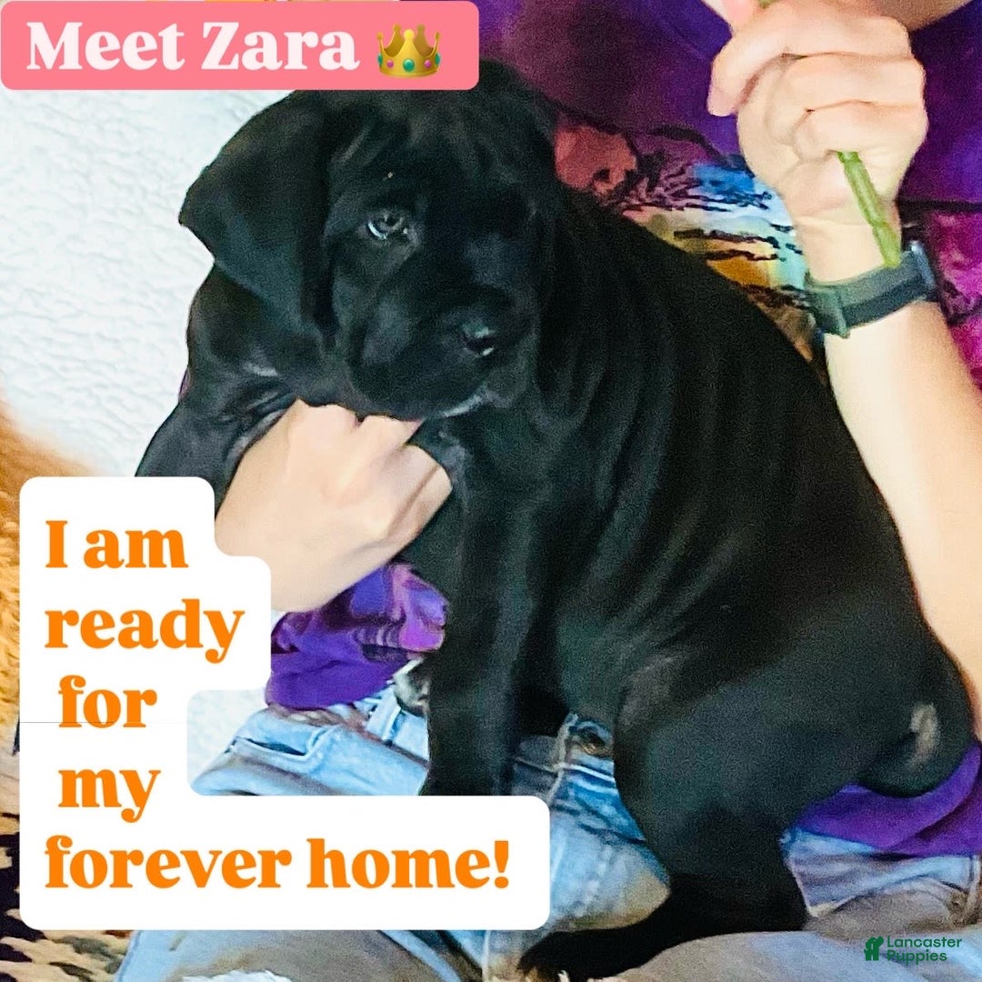 Cane Corso dogs for sale: Zara - Image 1