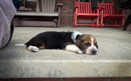 Basset Hound dogs for sale: Rocky - Image 7