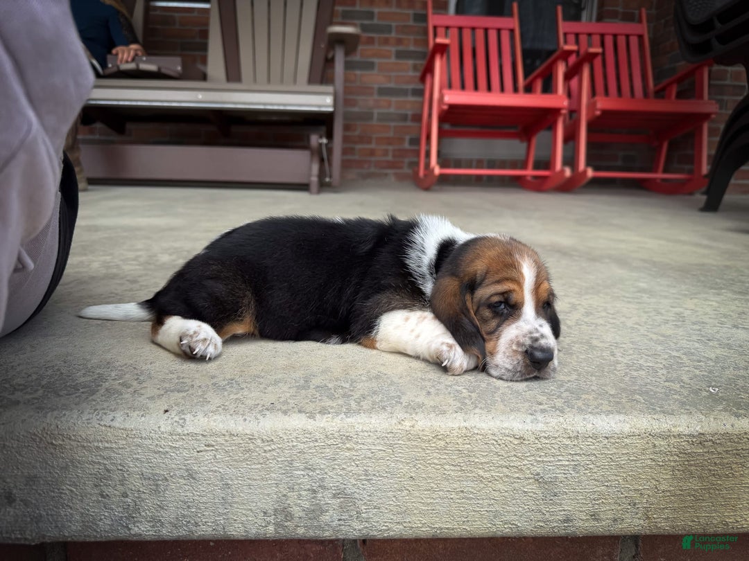 Basset Hound dogs for sale: Rocky - Image 7