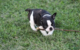 French Bulldog dogs for sale: Natalie - Image 9
