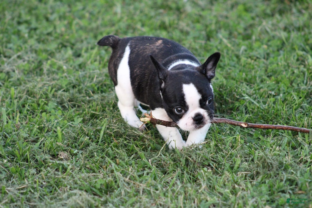 French Bulldog dogs for sale: Natalie - Image 9
