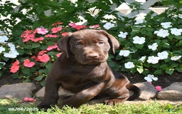Labrador Retriever dogs for sale: Labrador Retriever 9 puppies - Image 37