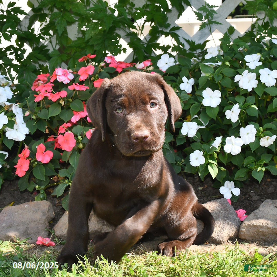 Labrador Retriever dogs for sale: Labrador Retriever 9 puppies - Image 37