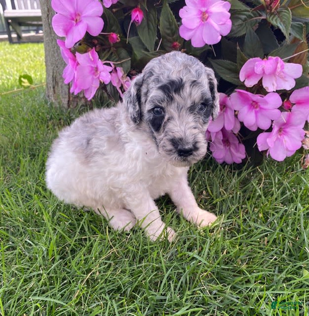 Standard Poodle dogs for sale: Ross - Image 1