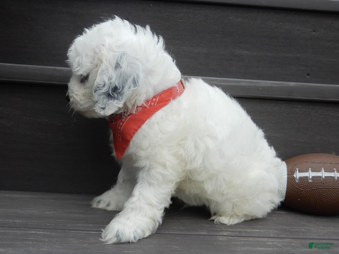 Cockapoo dogs for sale: Boomer - Image 8