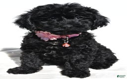 Cockapoo dogs for sale: Sheila - Image 3