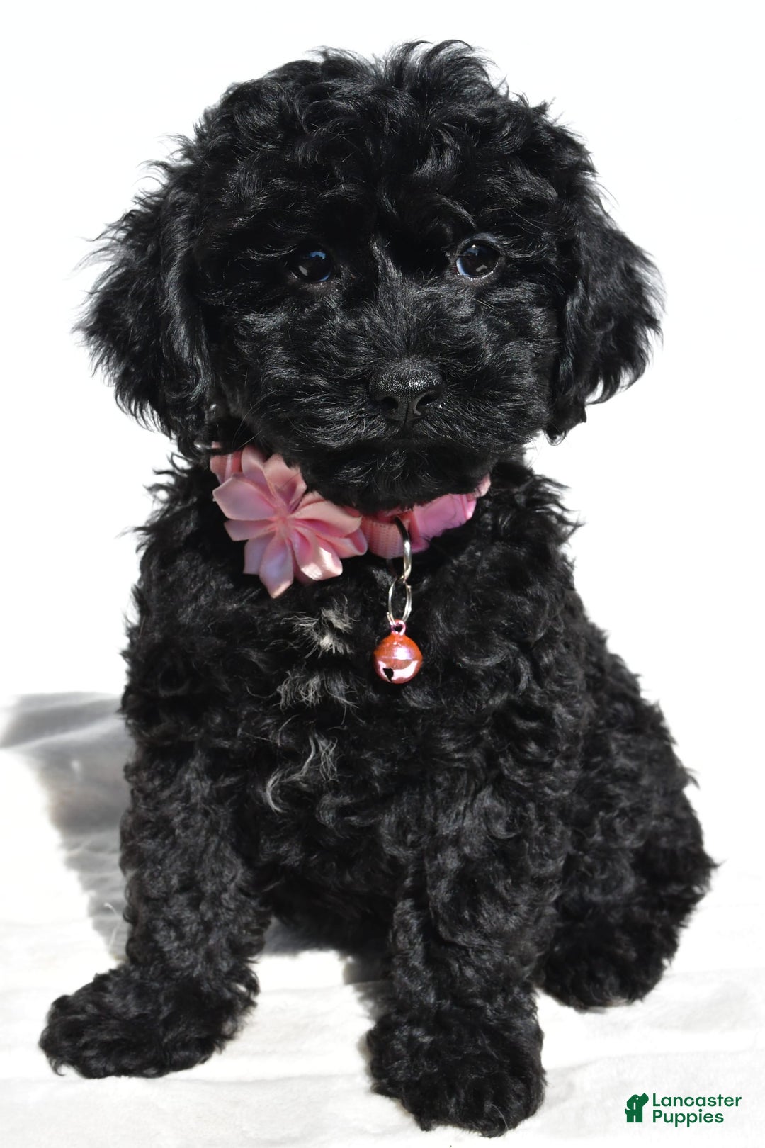 Cockapoo dogs for sale: Sheila - Image 3