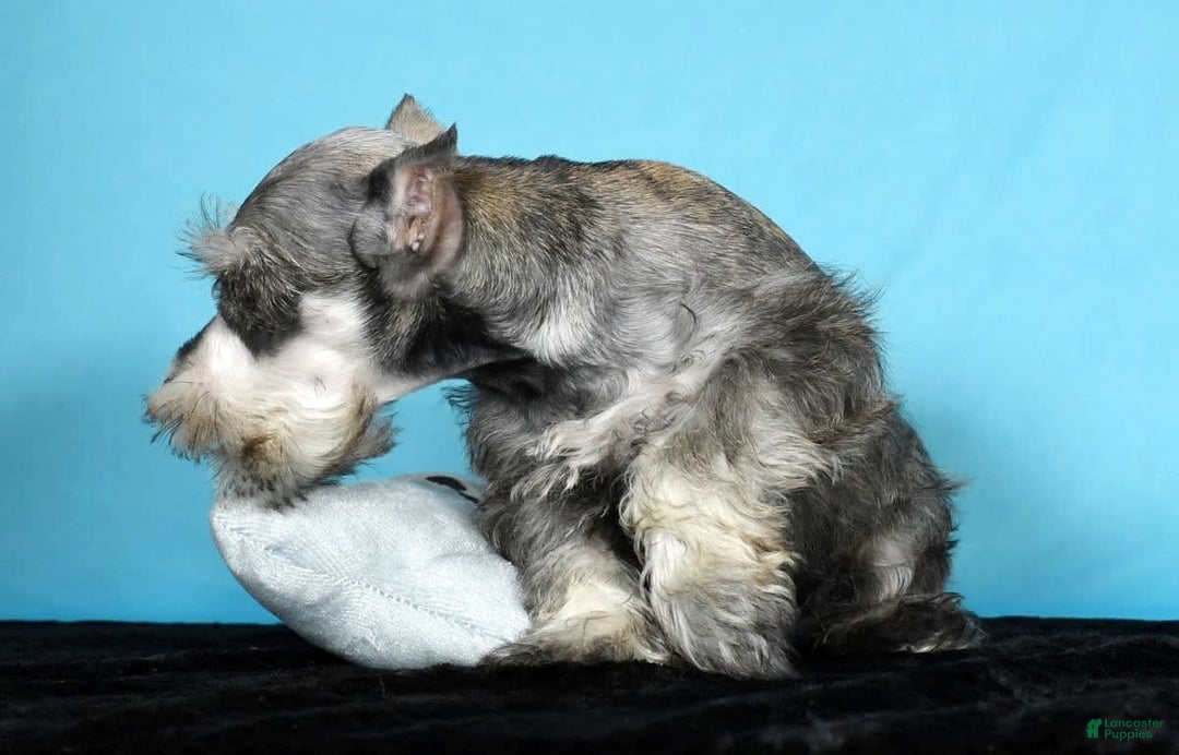 Miniature Schnauzer dogs for sale: Kona - Image 8