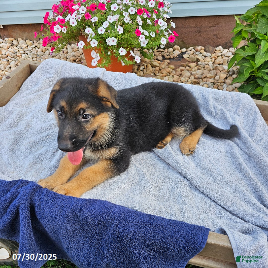 German Shepherd dogs for sale: Jonah - Image 3