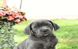 Cane Corso dogs for sale: Belle - Image 1