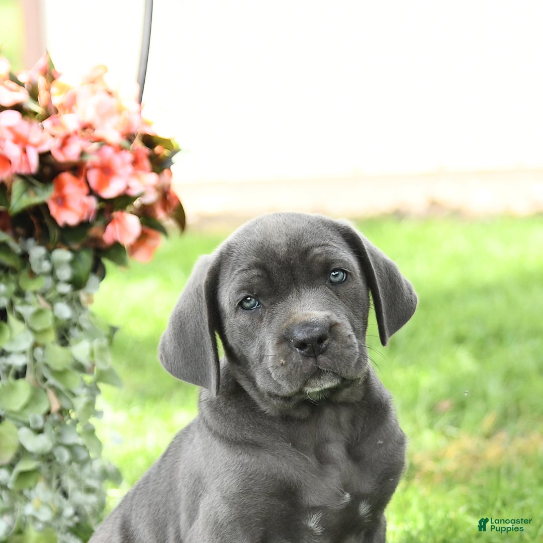 Cane Corso dogs for sale: Belle - Image 1
