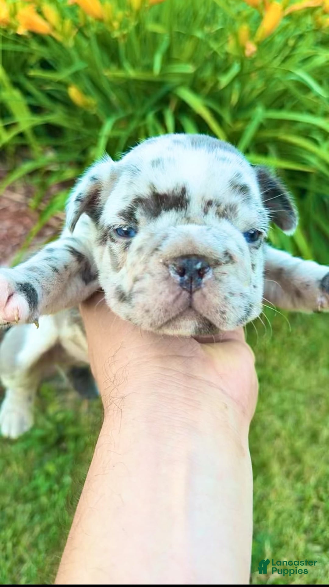 French Bulldog dogs for sale: Sky - Image 5