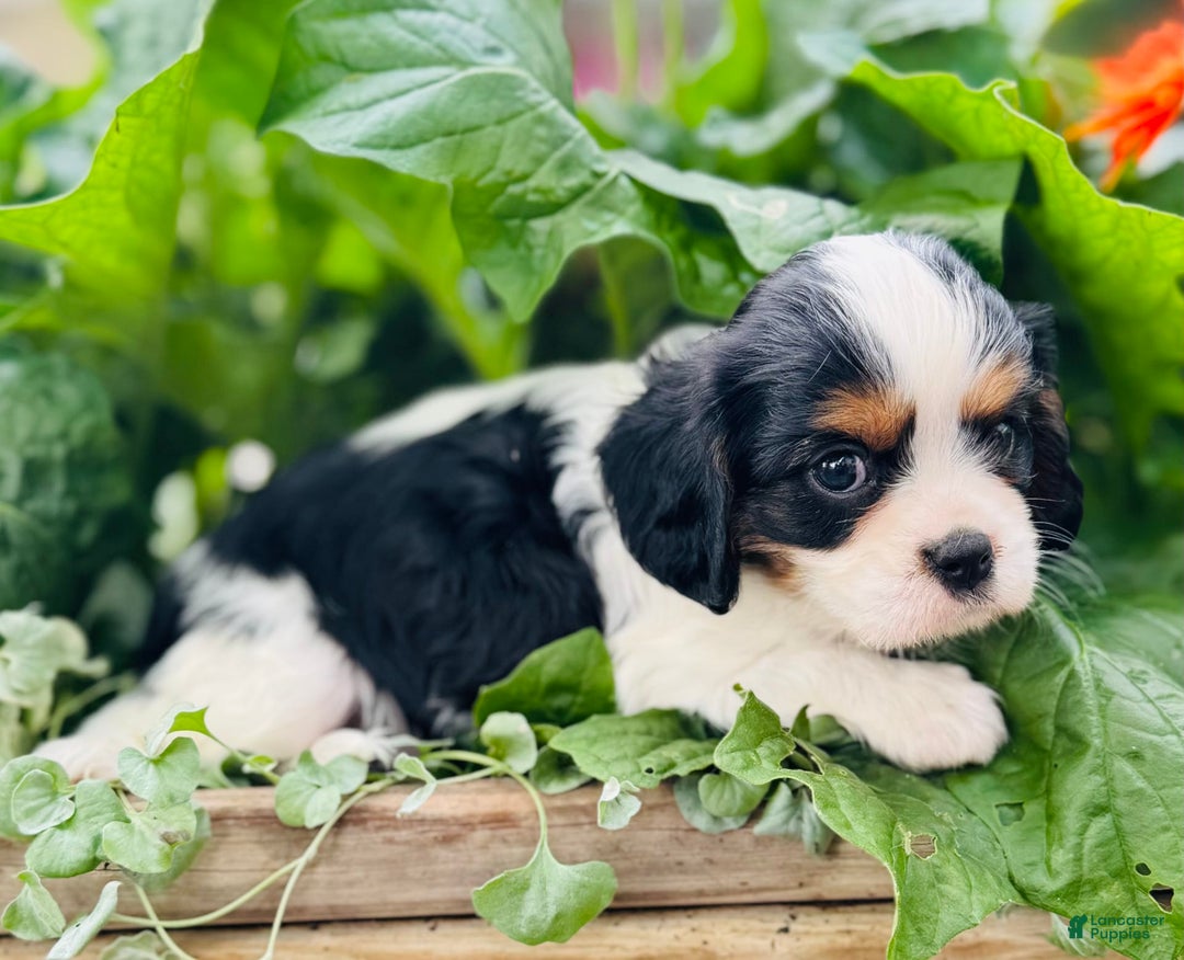 Cavalier King Charles Spaniel dogs for sale: Ryan - Image 3
