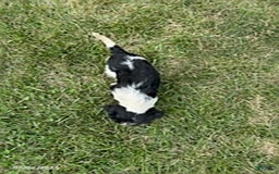 Cavalier King Charles Spaniel dogs for sale: Buddy - Image 3