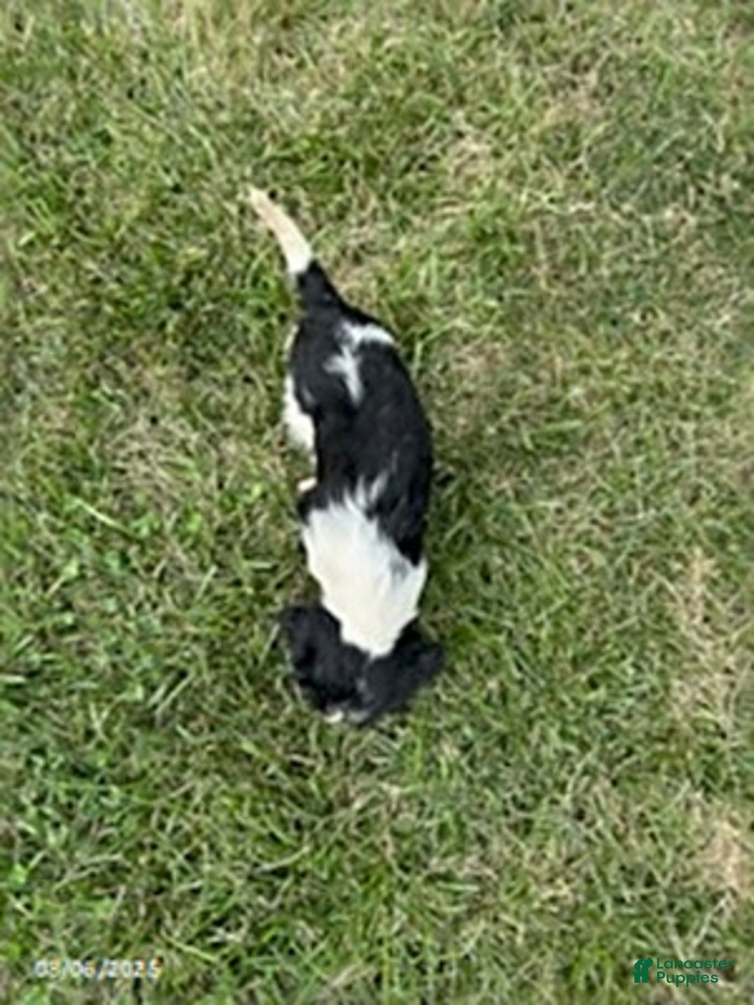 Cavalier King Charles Spaniel dogs for sale: Buddy - Image 3