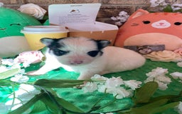Pomsky dogs for sale: Nitro - Image 11
