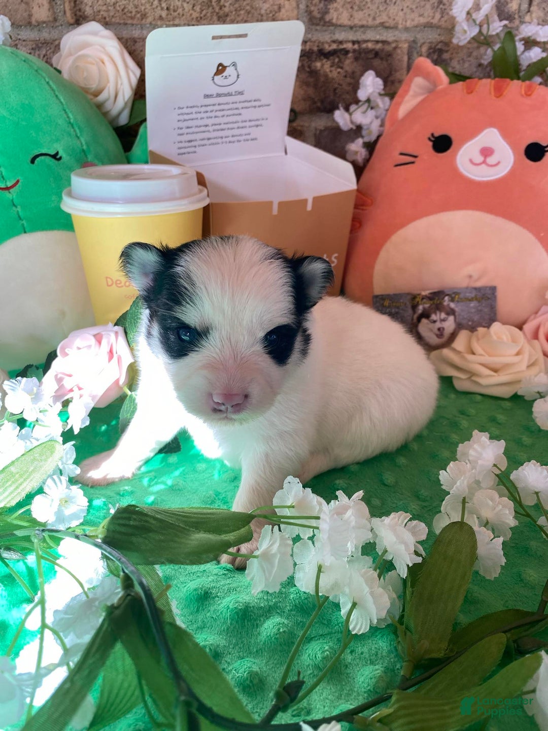 Pomsky dogs for sale: Nitro - Image 11