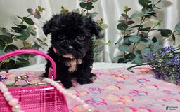 Morkie dogs for sale: Princess - Image 2