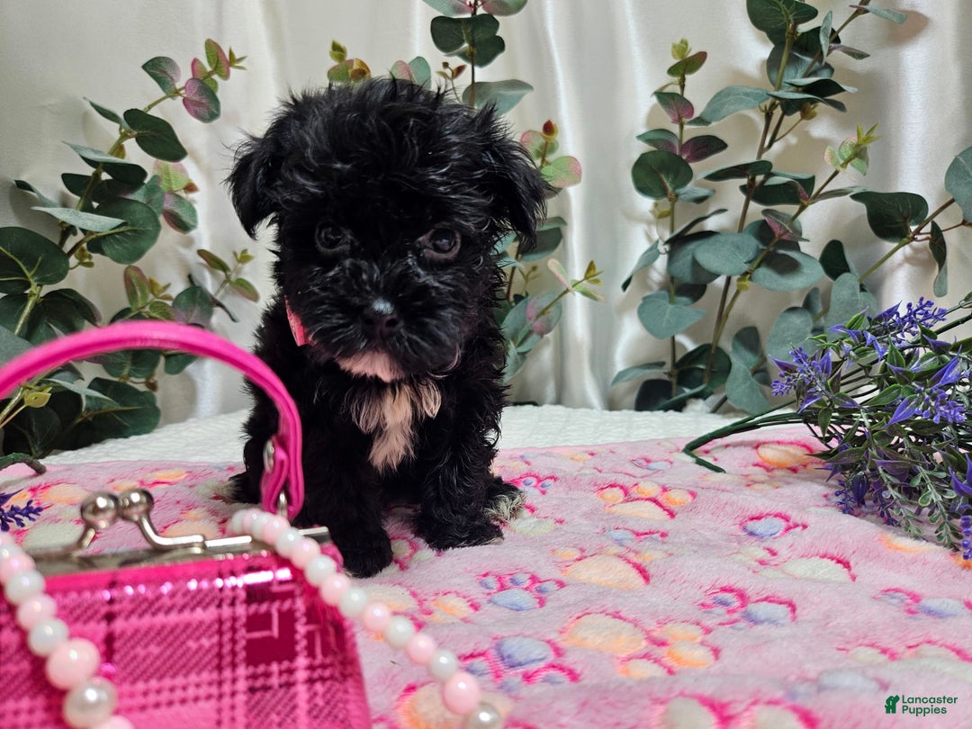 Morkie dogs for sale: Princess - Image 2