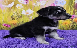 Goberian dogs for sale: Igor - Image 5