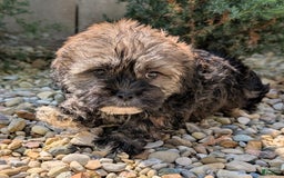 Lhasa Apso dogs for sale: Smokey - Image 9