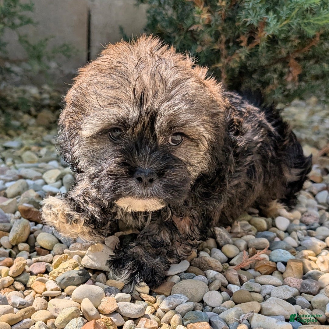 Lhasa Apso dogs for sale: Smokey - Image 9