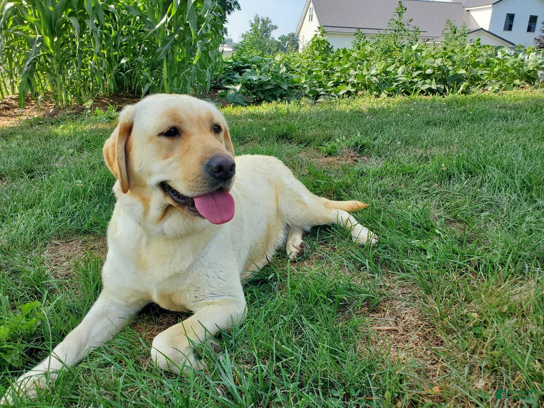 Labrador Retriever dogs for sale: Lillyanna - Image 1