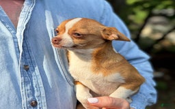 Chihuahua dogs for sale: Romeo - Image 8