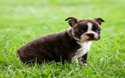 Boston Terrier dogs for sale: Darla - Image 6
