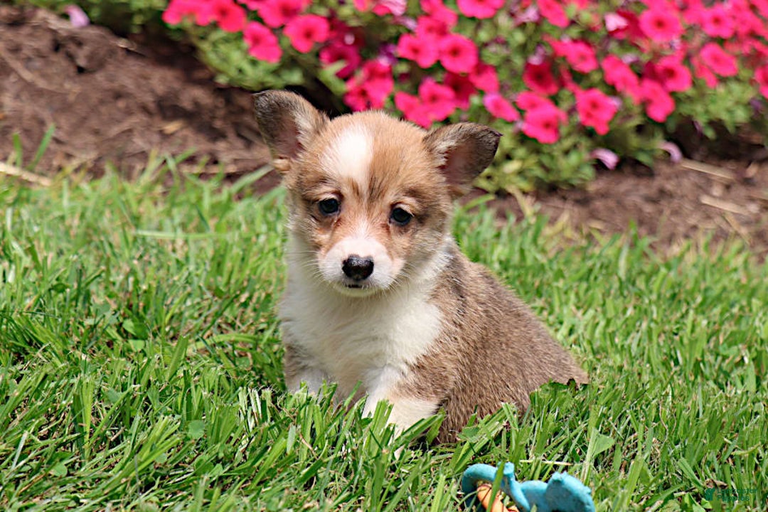 Welsh Corgi Pembroke dogs for sale: Bridget - Image 5