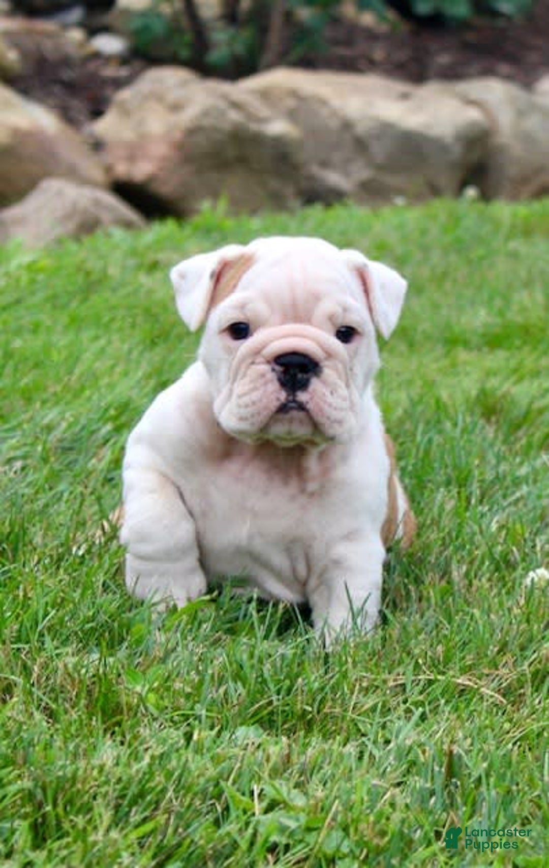 English Bulldog dogs for sale: Whitney - Image 10