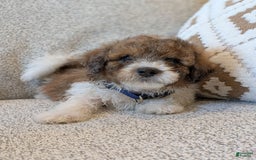 Saint Berdoodles dogs for sale: Massy Mini Saint Berdoodle - Image 5