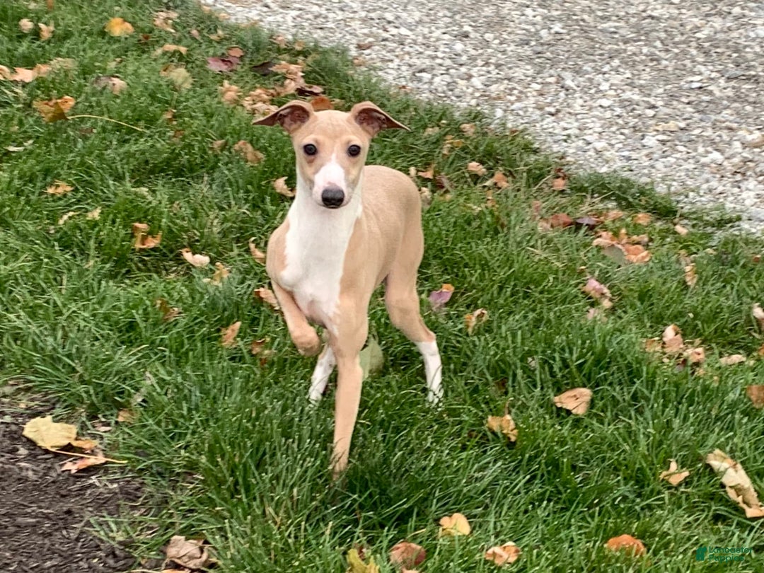 Italian Greyhound dogs for sale: Heather - Image 10