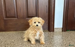 Maltipoo dogs for sale: Robbie - Image 8