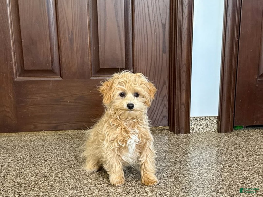 Maltipoo dogs for sale: Robbie - Image 8