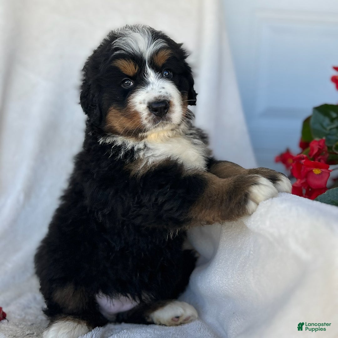 Bernese Mountain Dog dogs for sale: Bailey - Image 5