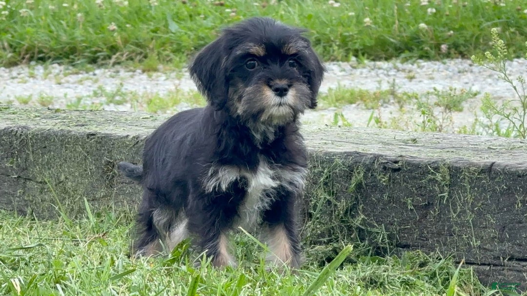 Miniature Schnauzer dogs for sale: Paige - Image 1