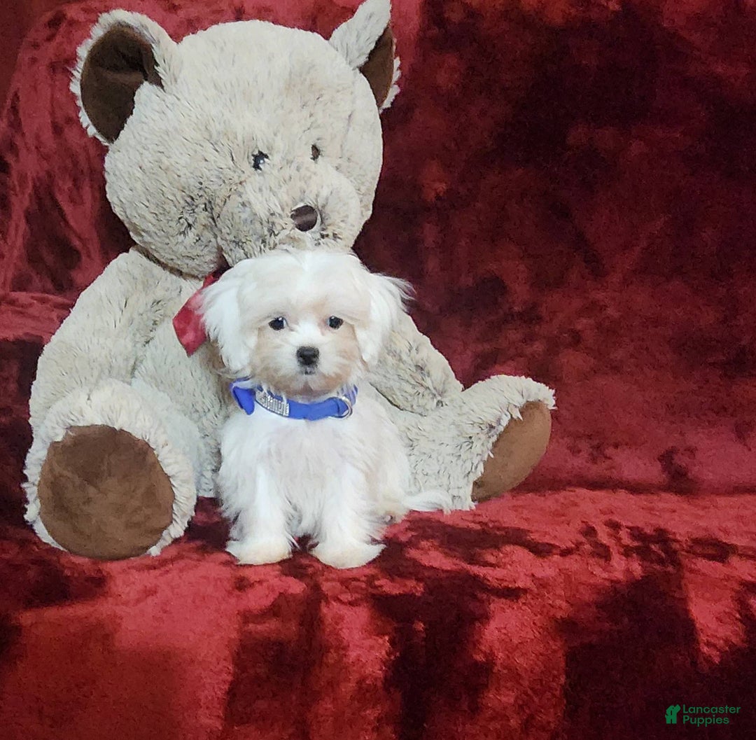 Malshi dogs for sale: Kona - Image 3