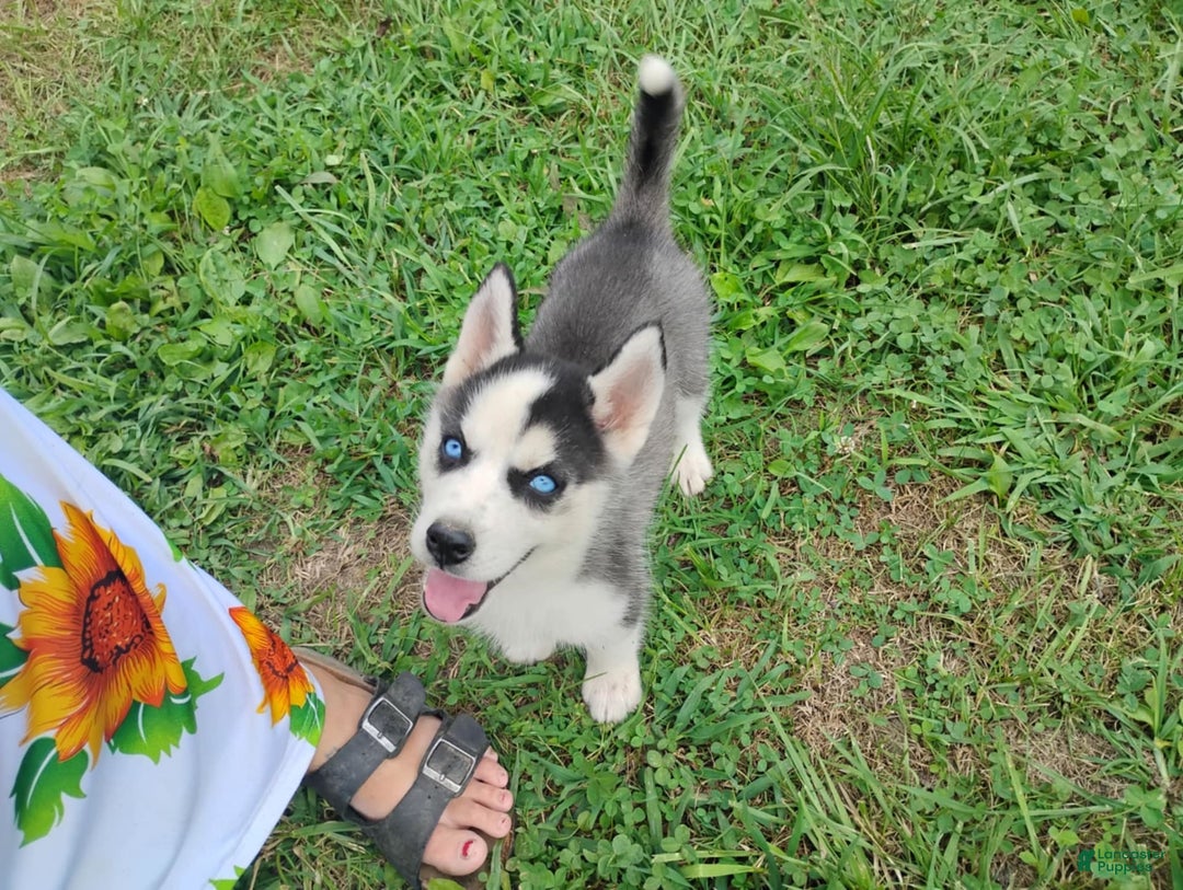 Siberian Husky dogs for sale: Mary - Image 17