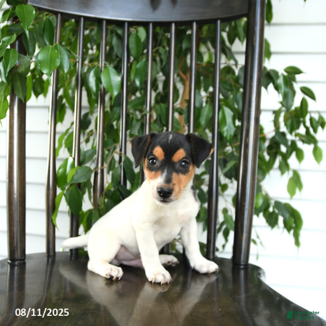 Jack Russell Terrier dogs for sale: Zion - Image 2
