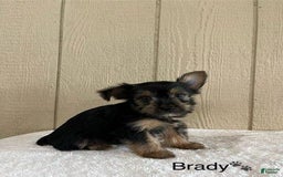 Yorkshire Terrier dogs for sale: Brady - Image 1
