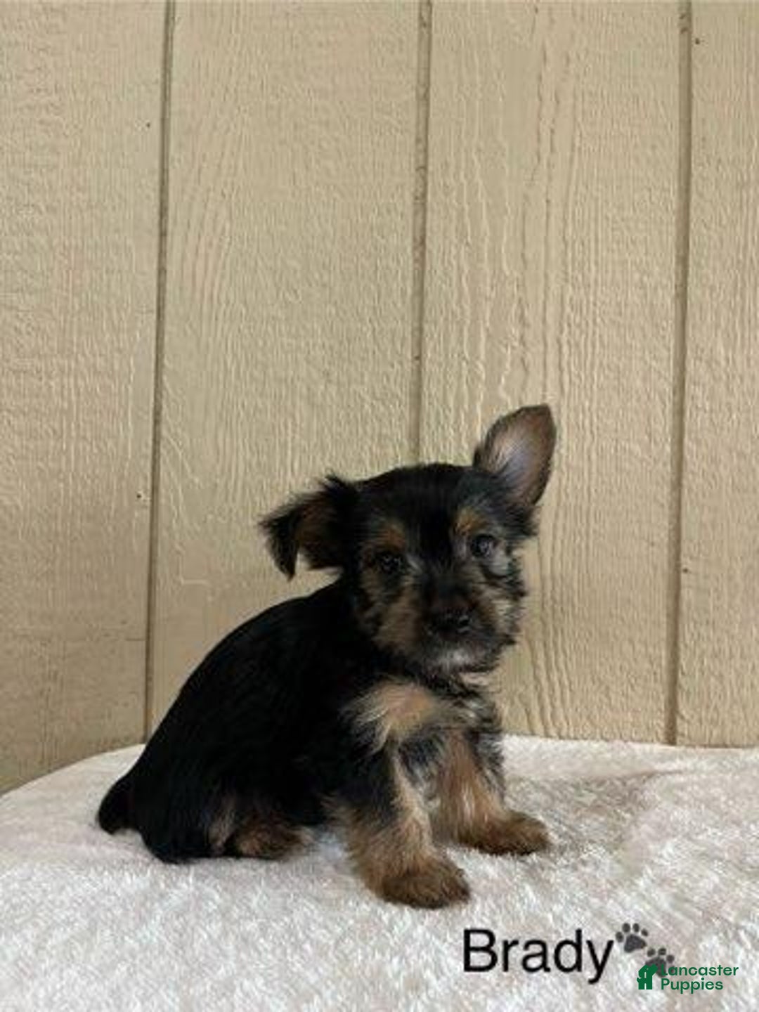 Yorkshire Terrier dogs for sale: Brady - Image 1
