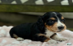 Miniature Dachshund dogs for sale: Diamond - Image 3