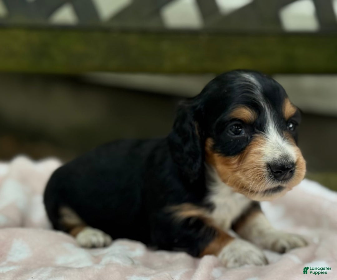 Miniature Dachshund dogs for sale: Diamond - Image 3