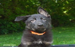 German Shepherd dogs for sale: Jackson - Image 5