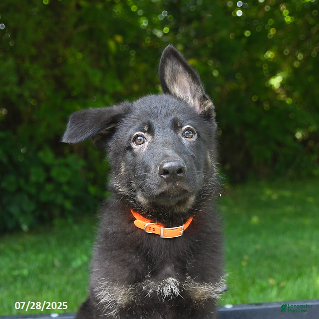 German Shepherd dogs for sale: Jackson - Image 5