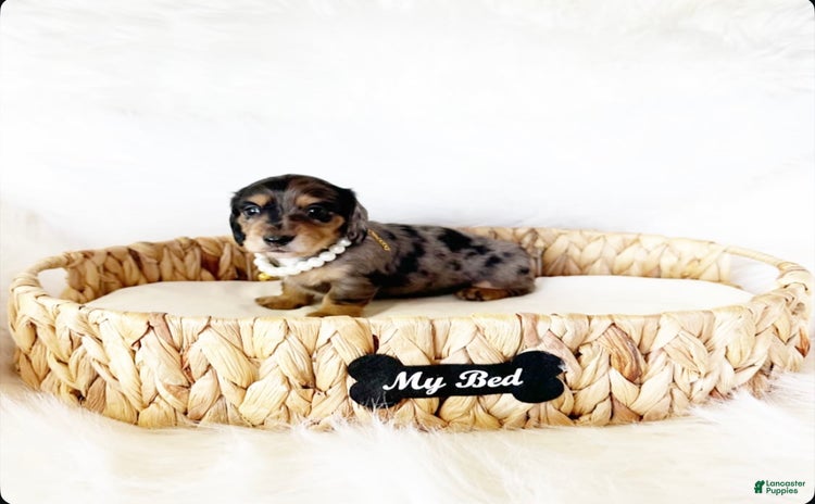 Miniature Dachshund dogs for sale - Ad 4