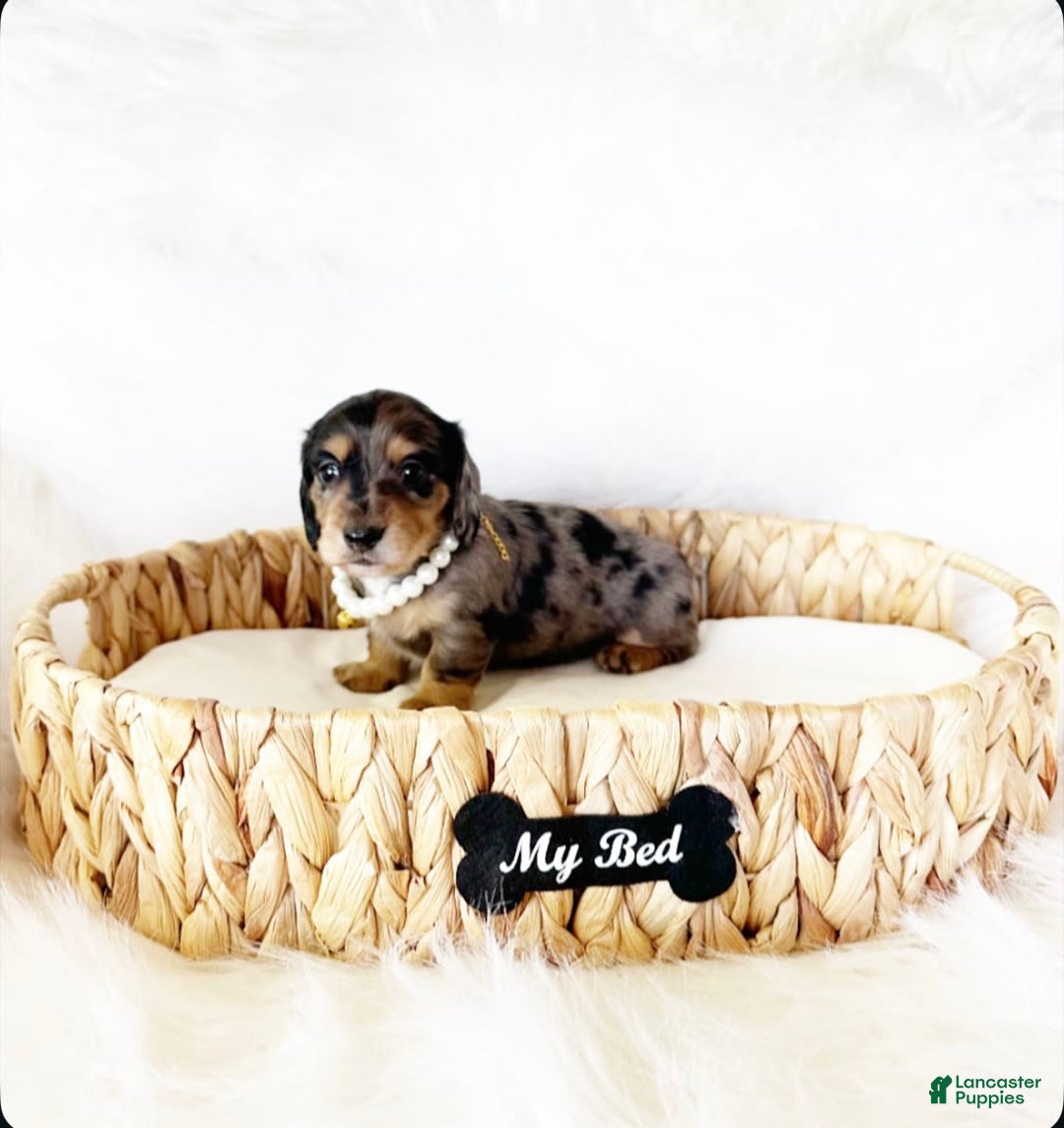 Miniature Dachshund dogs for sale: Akc Violet - Image 1
